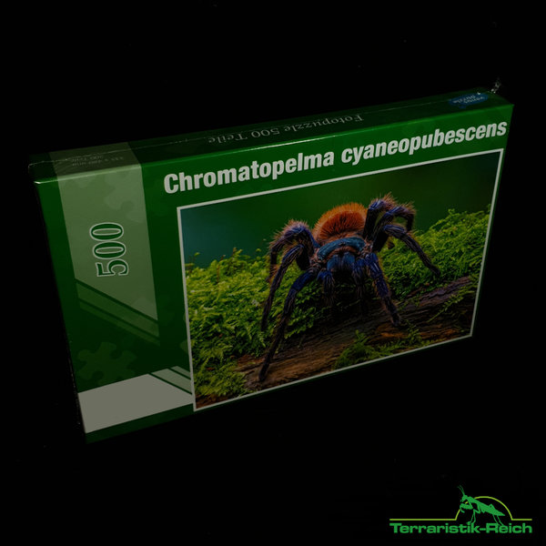 Puzzle - Chromatopelma cyaneopubescens